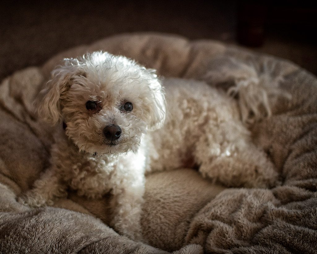 Poodle: Smart, Sensitive, and Surprisingly Snuggly (Image Credits: Flickr)