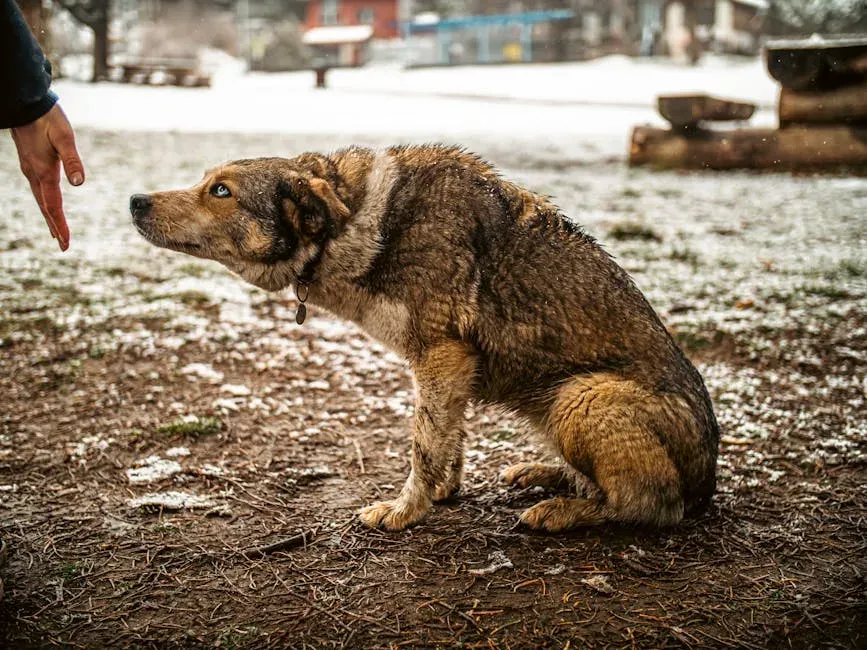 #11. They Become Withdrawn or Less Playful (Image Credits: Pexels)