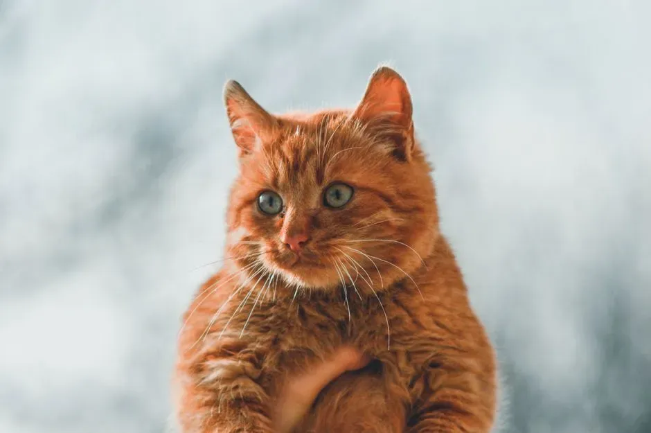 They Might Be Coping With Separation (Yes, Even If They Act Cool) (Image Credits: Pexels)