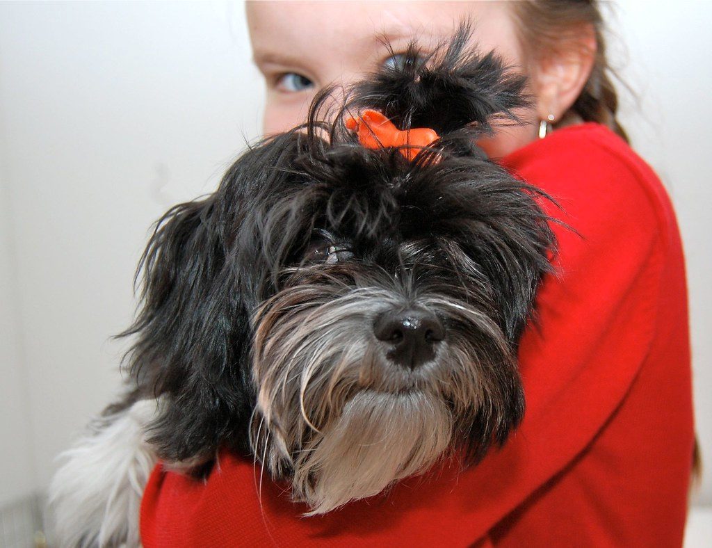 Havanese: Sunny Velcro Companions (Image Credits: Flickr)