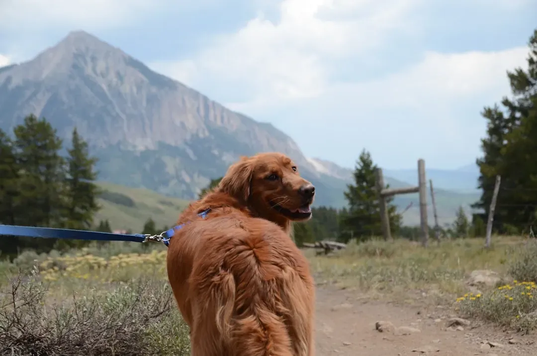 Colorado: The Most Devoted Dog Owners in the Country (Image Credits: Unsplash)