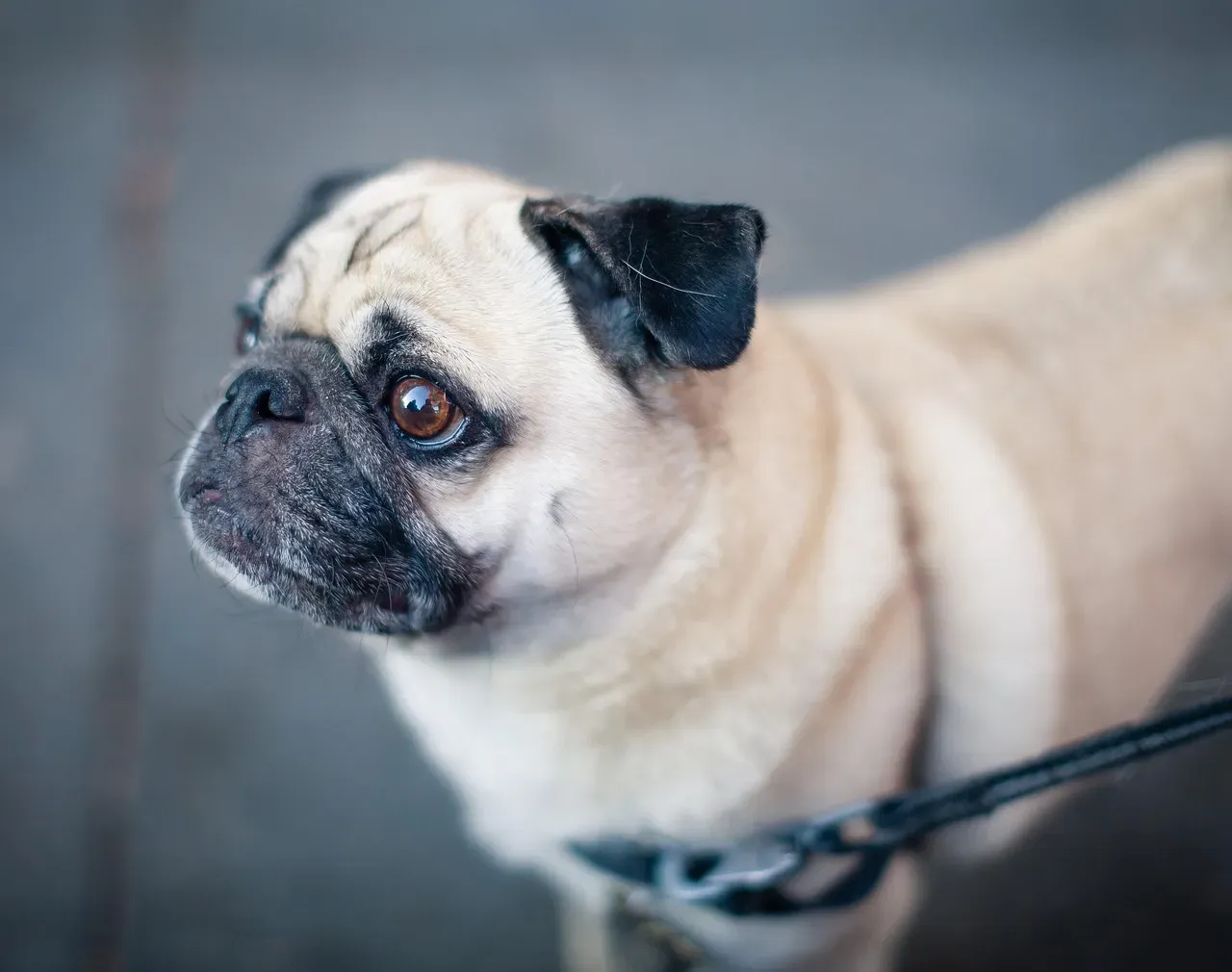 #2 - Your Leash Grip and Body Language (Image Credits: Pixabay)