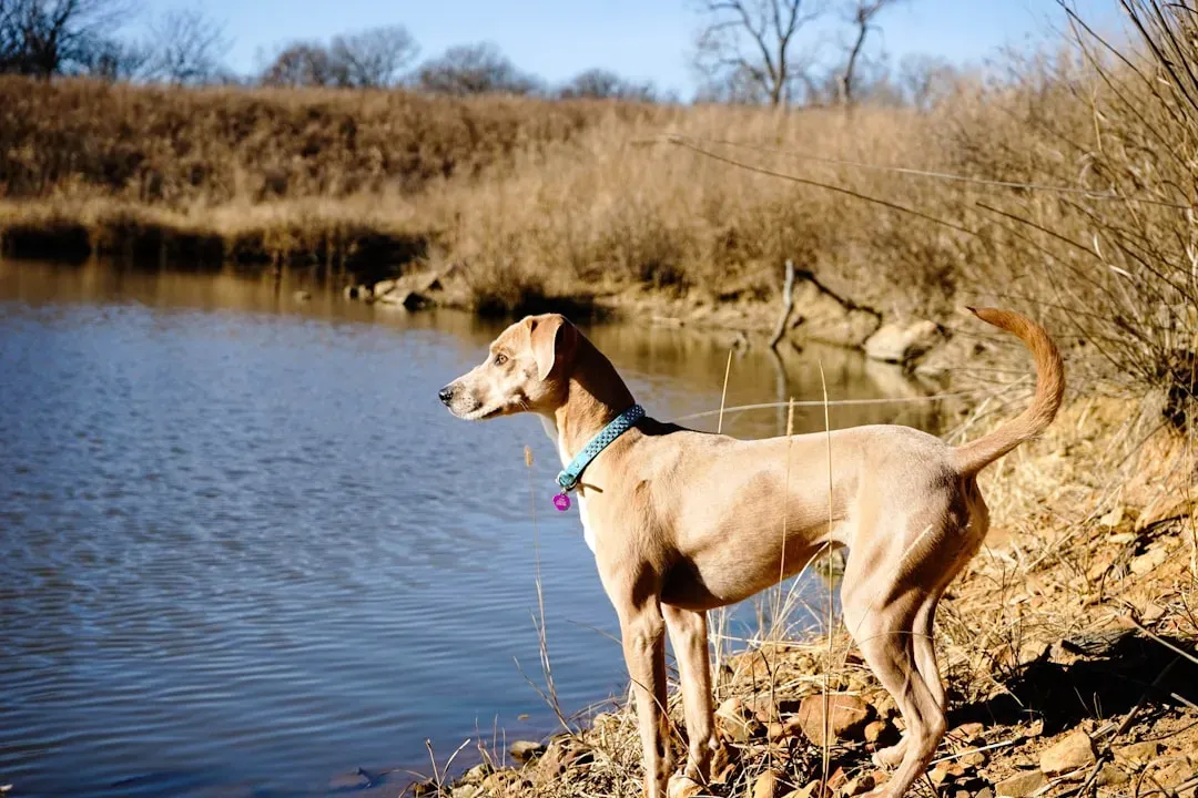 Blue Lacy (Image Credits: Unsplash)