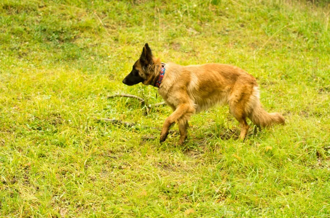 19. Belgian Malinois – High-Drive, High-Heat Working Powerhouse (Image Credits: Unsplash)