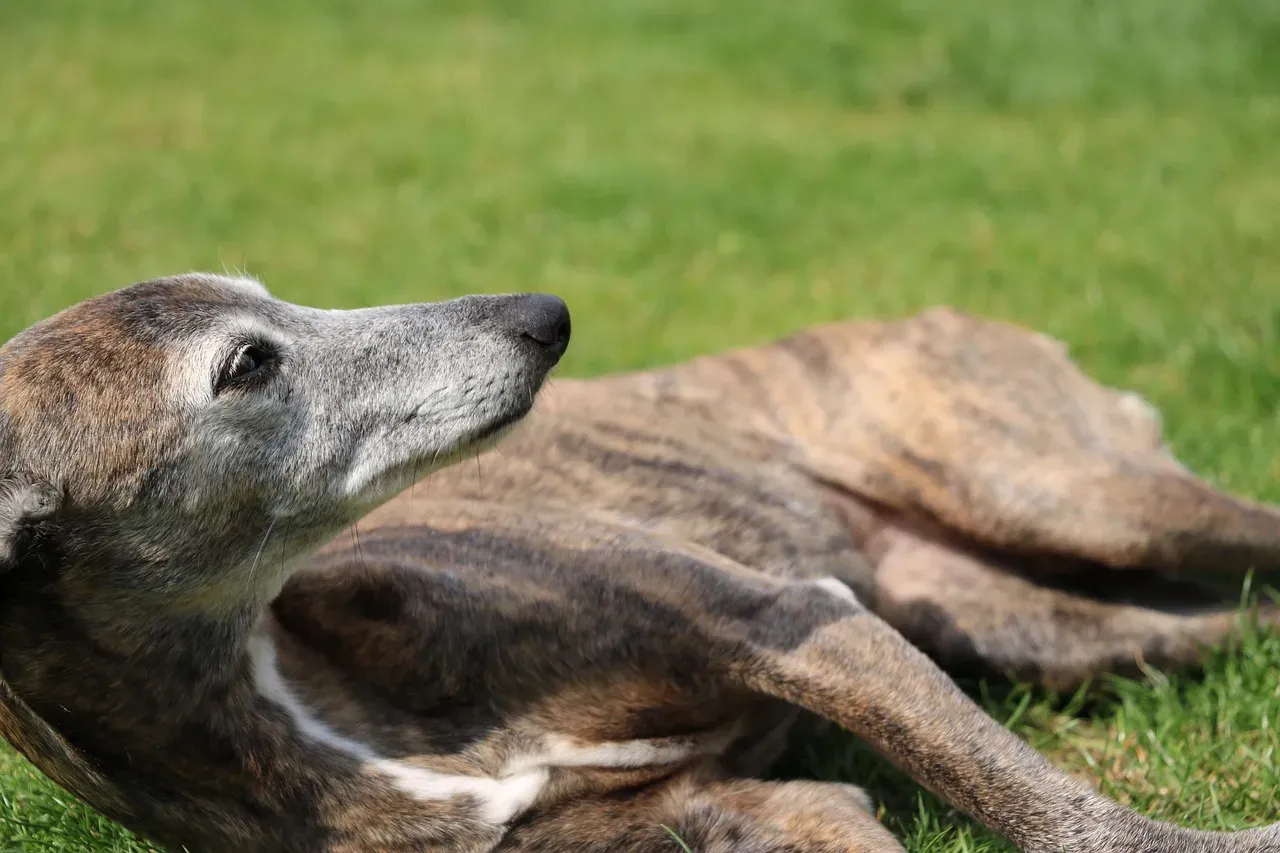 5. Basset Hound's Bigger Cousin: The Greyhound's Quiet Secret (Image Credits: Pixabay)