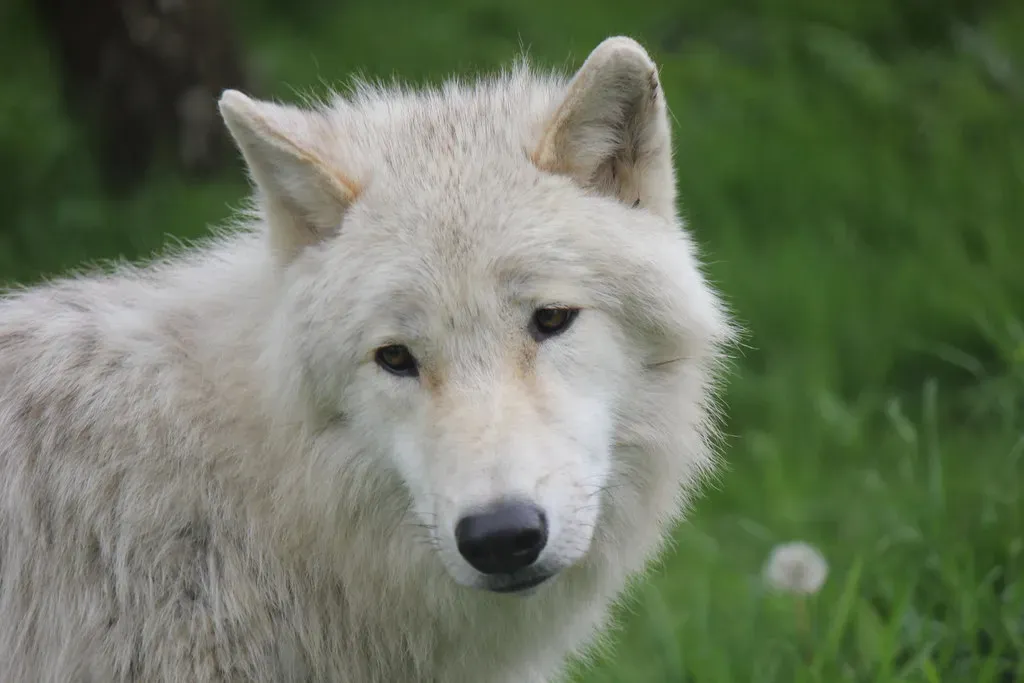 #4. Cancer - The Arctic Wolf (Canis lupus arctos) (NH53, Flickr, CC BY 2.0)