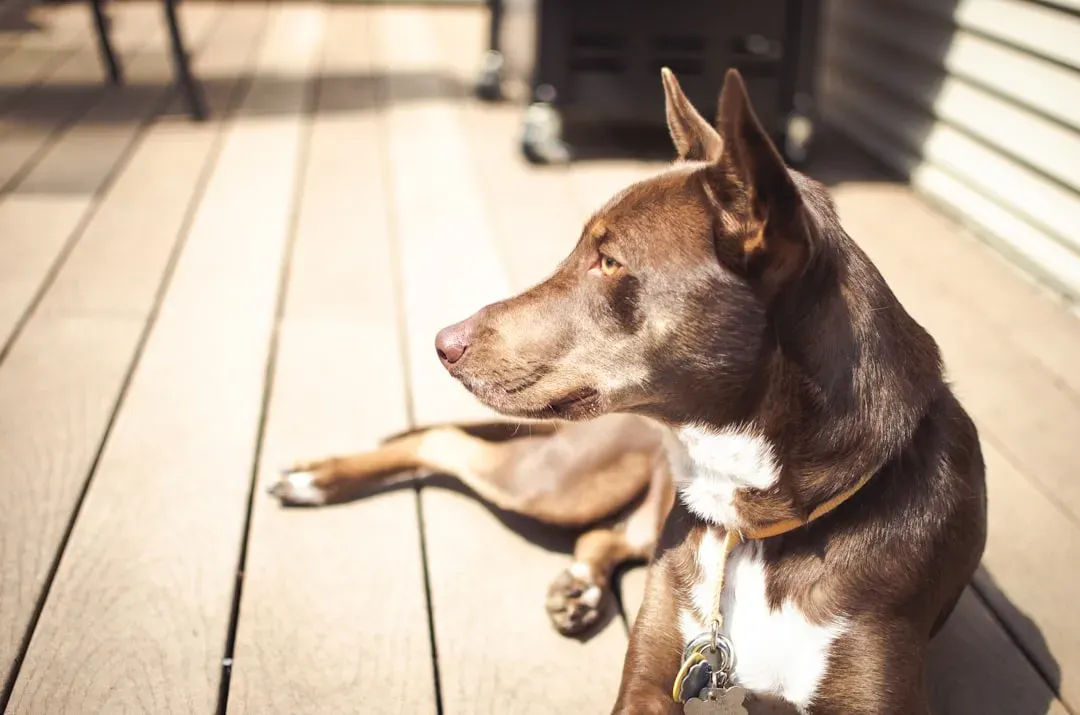 #5 - The Sun-Spot Migration at the Same Time Every Day (Image Credits: Unsplash)