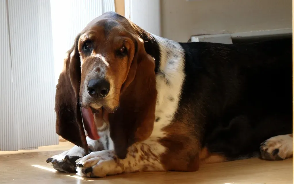 The Basset Hound: Nose-Led and Food-Possessive (Jelly Dude, Flickr, CC BY 2.0)