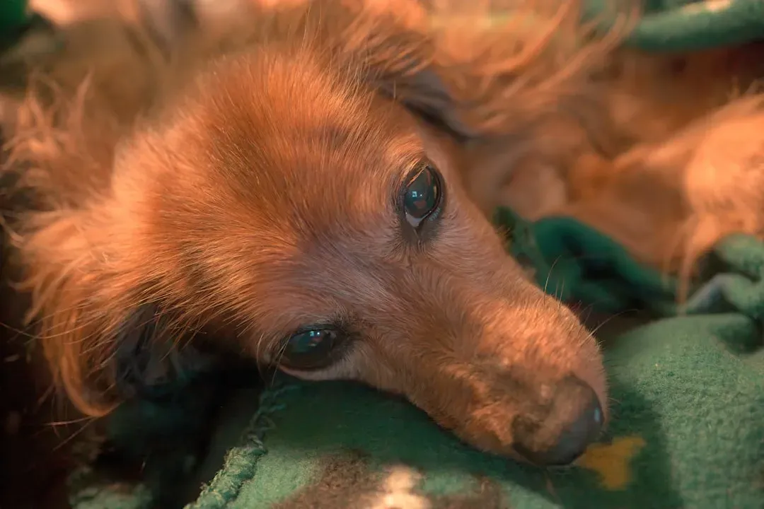 Introduction (Image Credits: Unsplash)