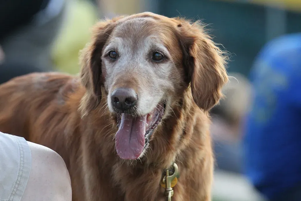 The Bottom Line: Match the Dog to Your Life, Not Your Wishlist (Minda Haas Kuhlmann, Flickr, CC BY 2.0)