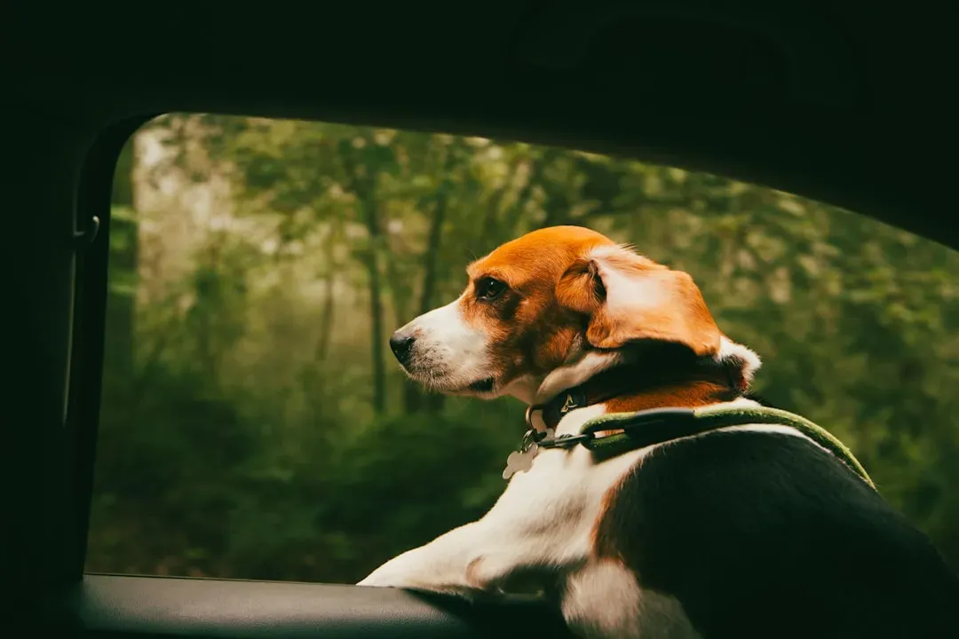 Beagle: The Curious Explorer (Image Credits: Unsplash)