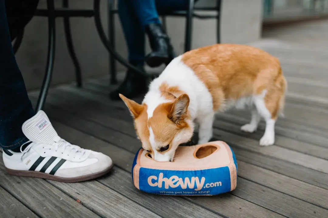 How We Accidentally Train Our Dogs to Be Picky (Image Credits: Unsplash)