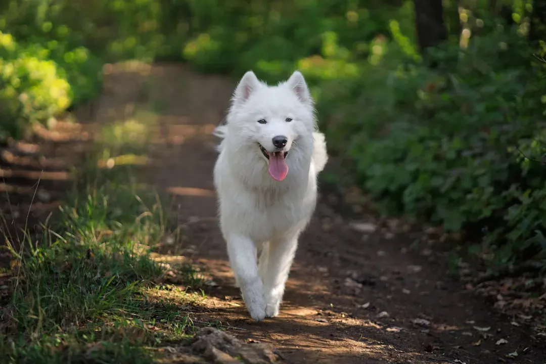Managing Attention-Seeking And Demand Barking (Image Credits: Unsplash)