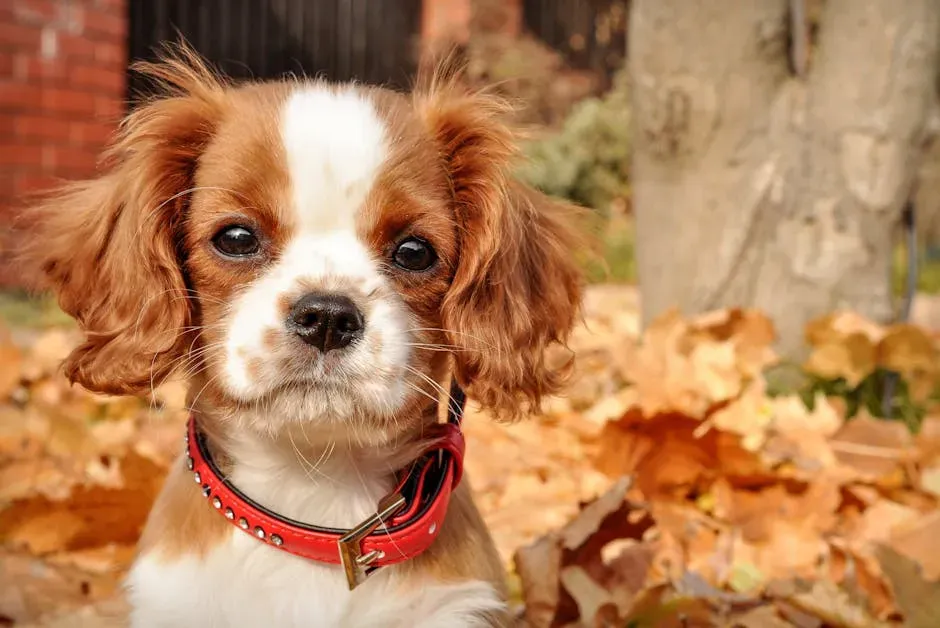 The Cavalier King Charles Spaniel: Royally Relaxed (Image Credits: Pexels)