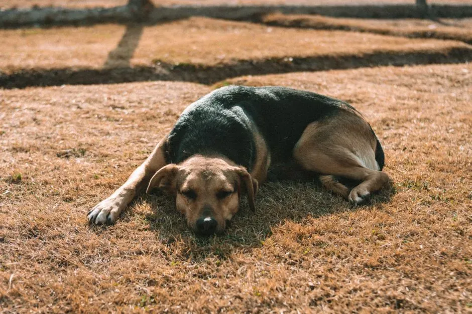 Leaving Their Scent Behind (Image Credits: Pexels)