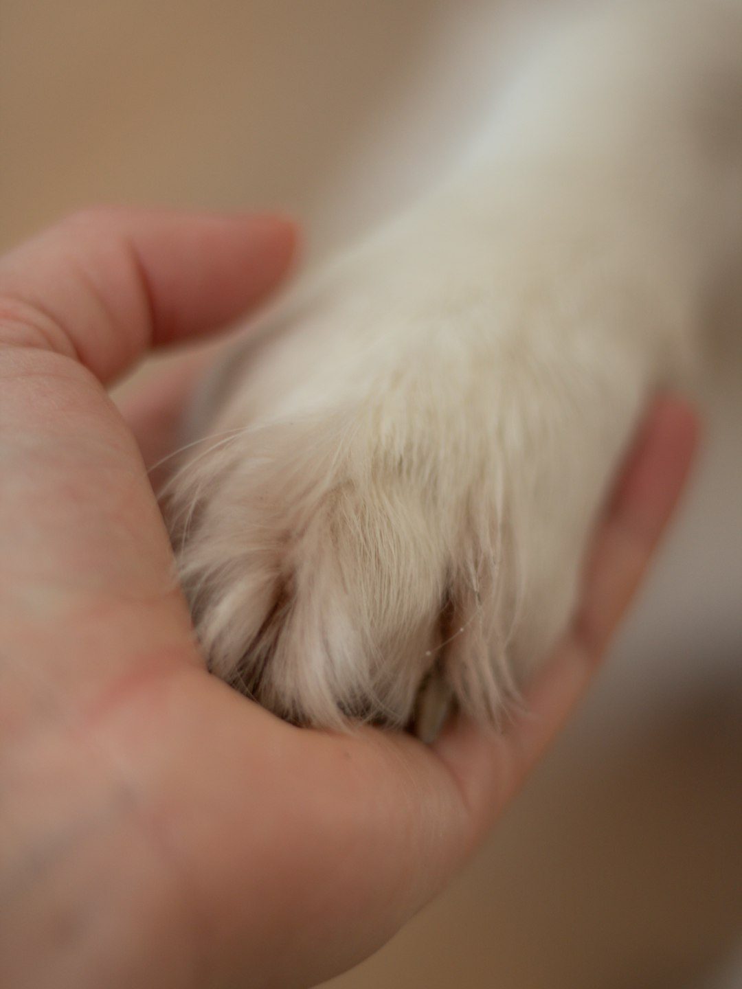 Inspect Paws Regularly (Image Credits: Unsplash)