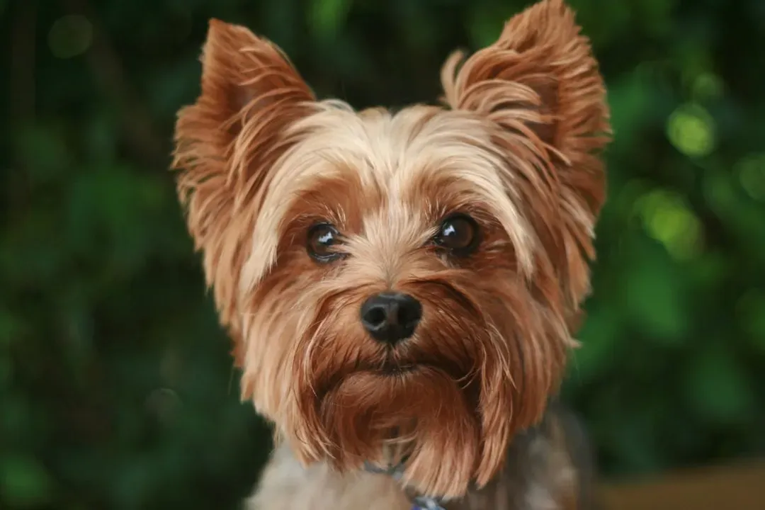 8. Yorkshire Terrier: Small Dog, Big Personality (Image Credits: Unsplash)