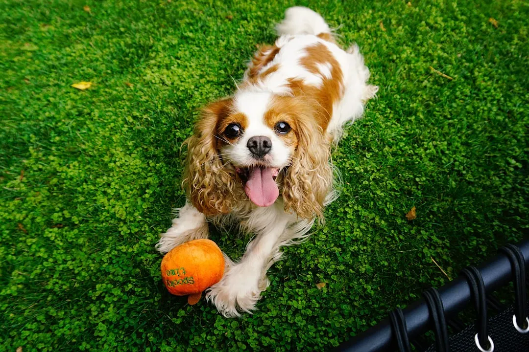 Cavalier King Charles Spaniel: Royalty In Spirit And Temperament (Image Credits: Unsplash)