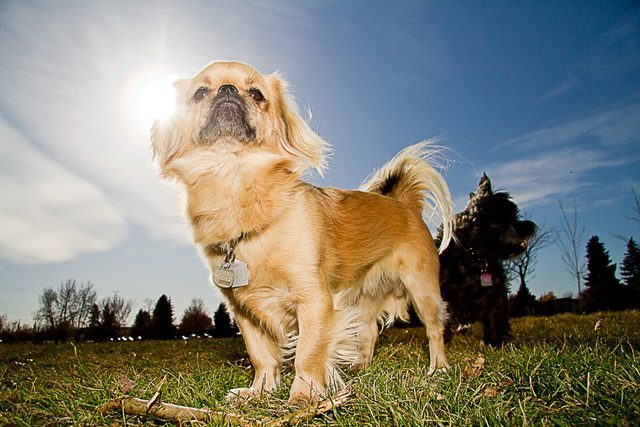 15. Tibetan Spaniel (Touch Me Not) (Image Credits: Wikimedia)