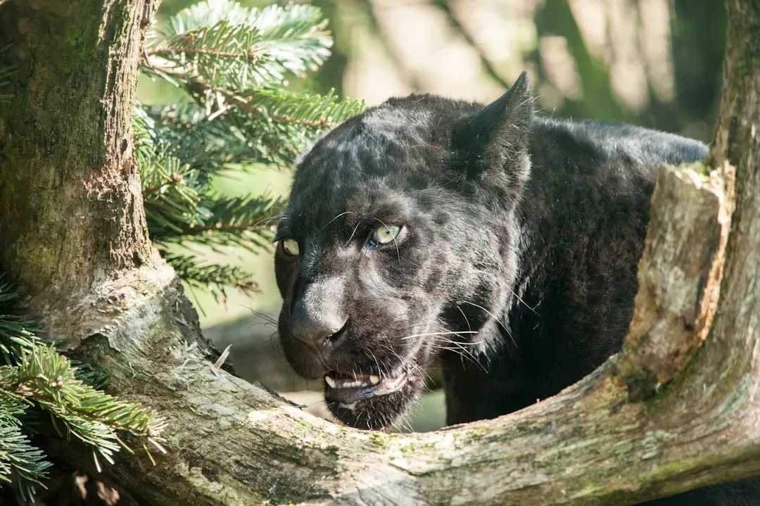 #8. Scorpio (October 23 – November 21): The Panther (Image Credits: Unsplash)