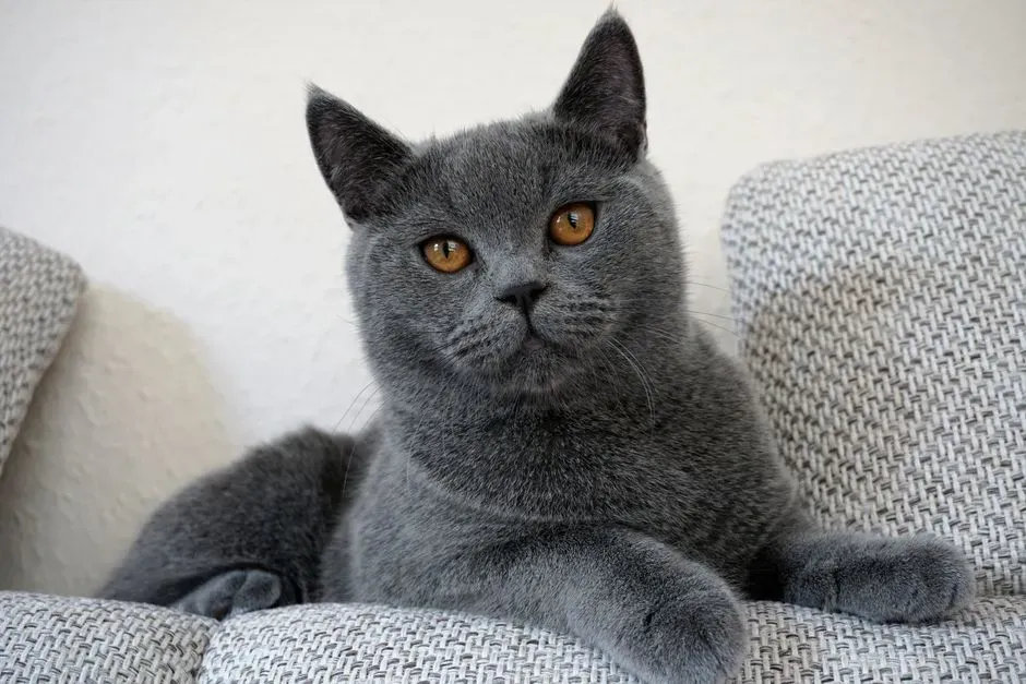 7. British Shorthair – The Unbothered Observer Who Keeps the Peace (Image Credits: Pexels)