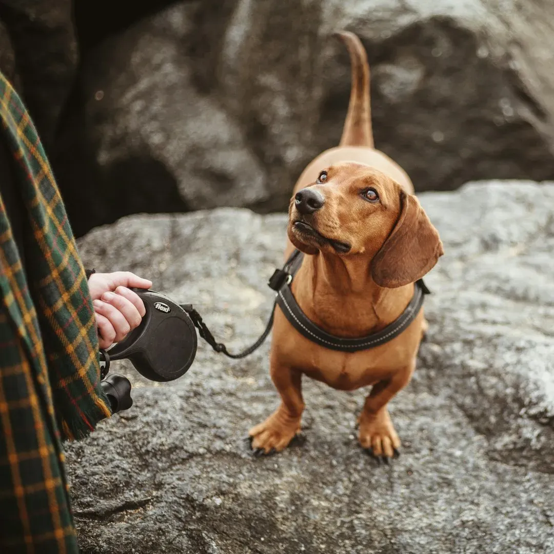 #11 - Using Retractable Leashes Everywhere "For Freedom" (Image Credits: Unsplash)