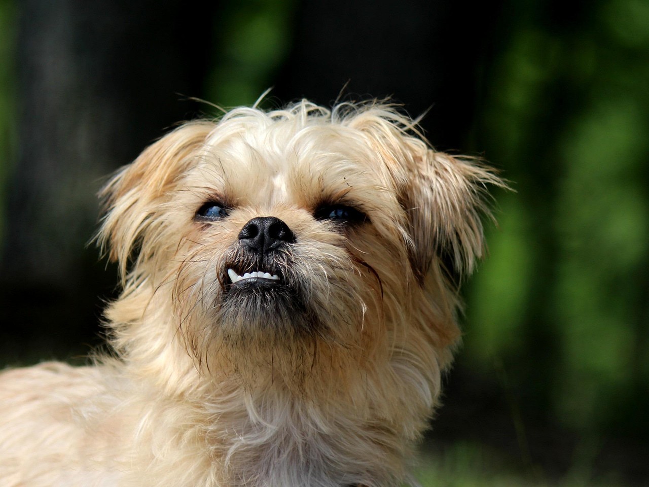 Aquarius (January 20 - February 18): The Quirky Brussels Griffon (Image Credits: Pixabay)