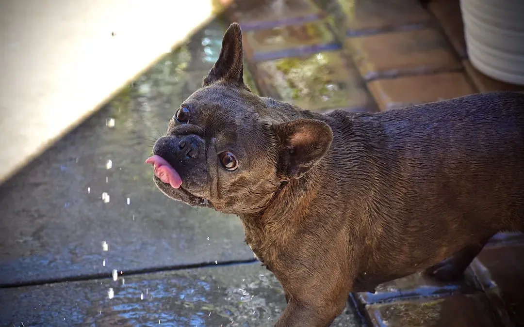 2. French Bulldog - Adorable but Alarmingly Vulnerable (Image Credits: Unsplash)