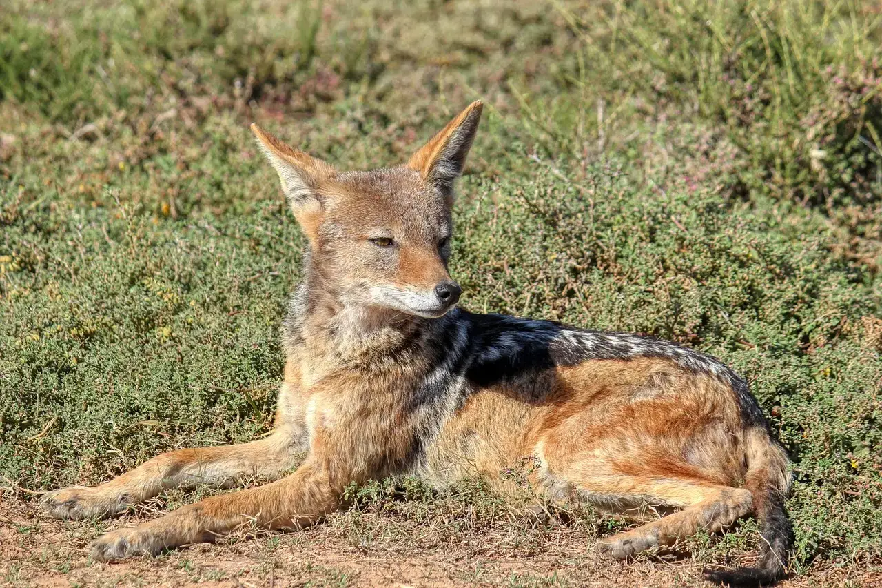 #8 - The Golden Jackal: The Quiet Strategist (Image Credits: Pixabay)
