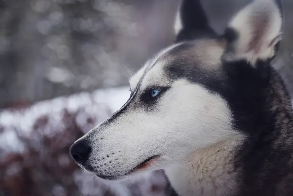 #10 Siberian Husky (Image Credits: Rawpixel)