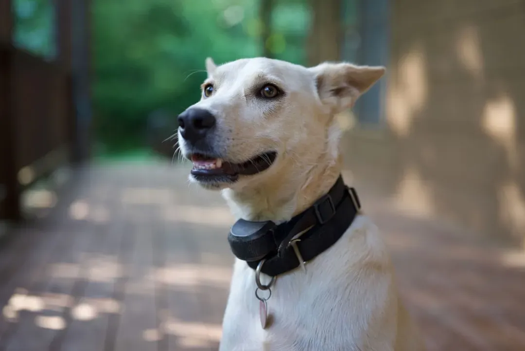 Ultrasonic Bark Deterrent Devices (Image Credits: Unsplash)