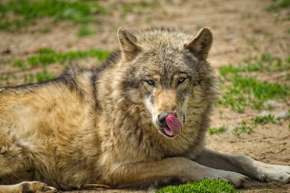 Never Forget That Your Behavior Shapes the Future of Wolves in Minnesota (Image Credits: Pexels)