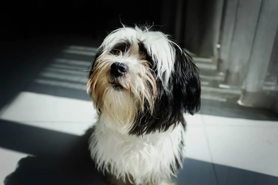 8. Havanese: The Cuban Social Butterfly (Image Credits: Unsplash)