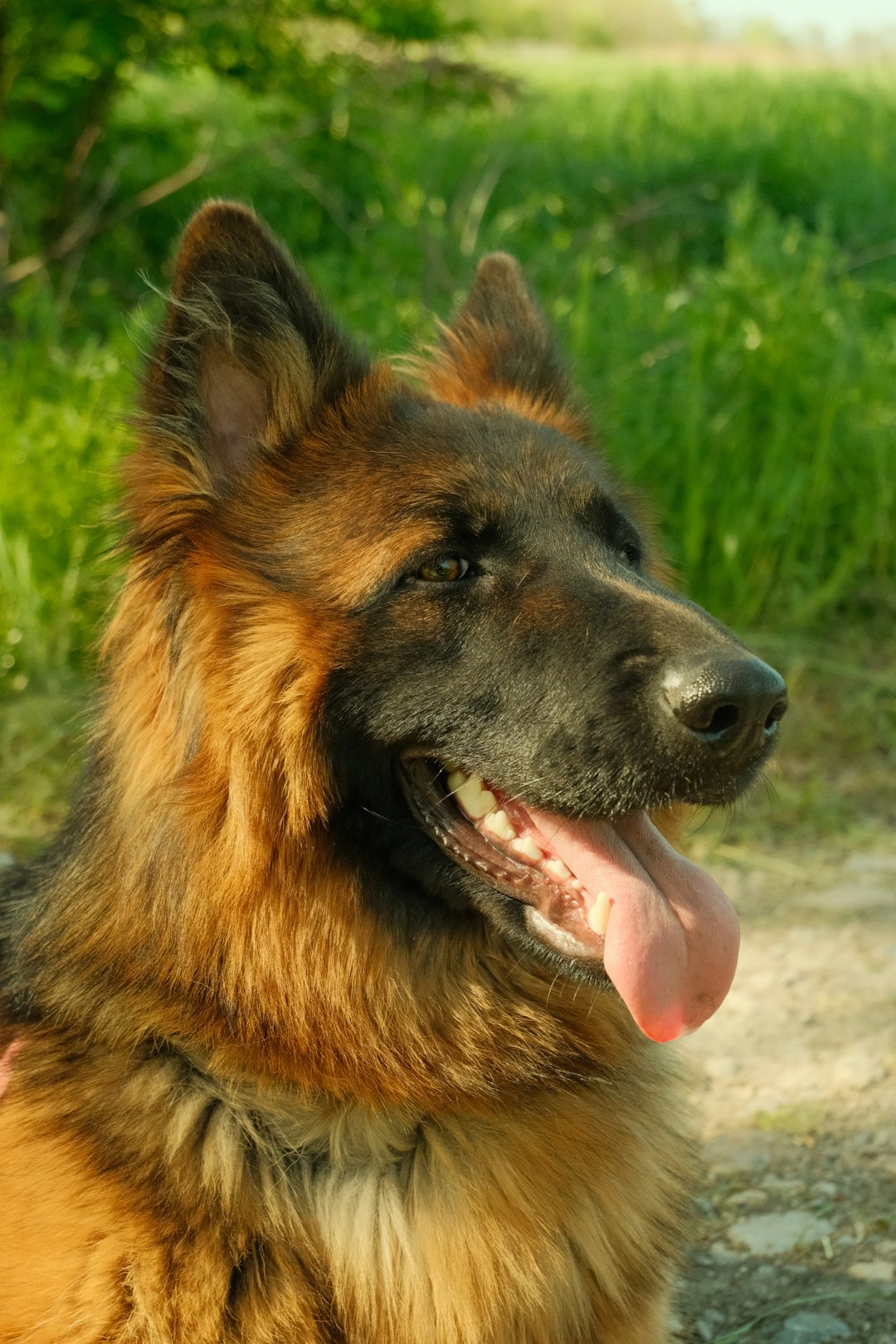 German Shepherds: The Protective Creative Partners (Image Credits: Unsplash)