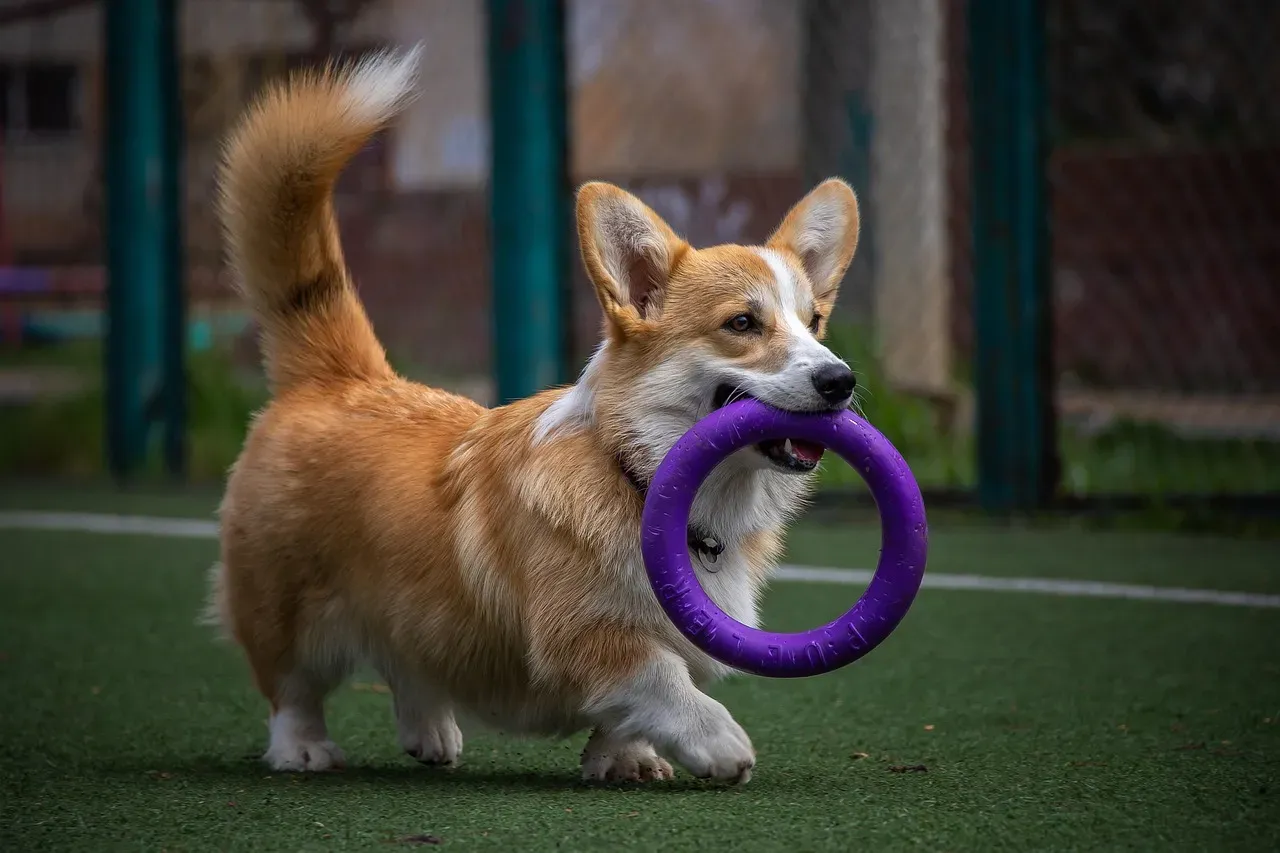 #10 - They Need More Training Than "Sit" and "Stay" (Image Credits: Pixabay)