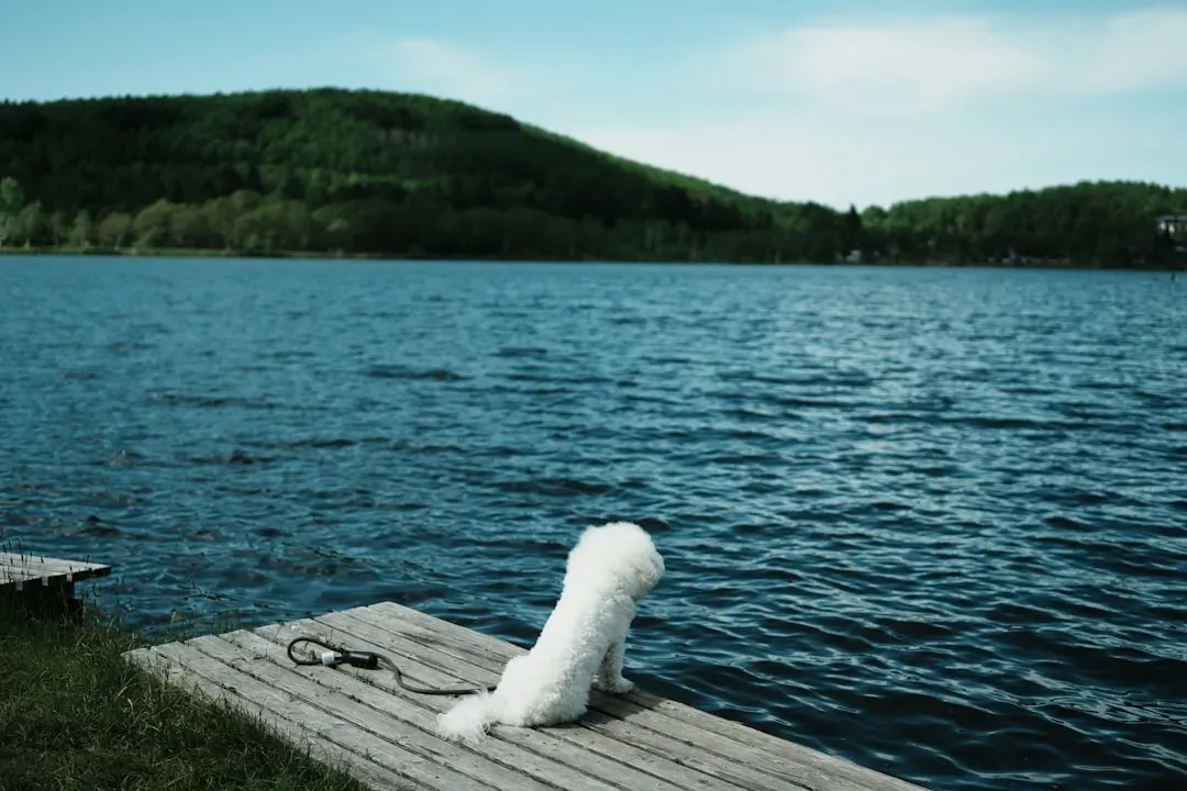 They Seek Reflective Solitude (Image Credits: Unsplash)