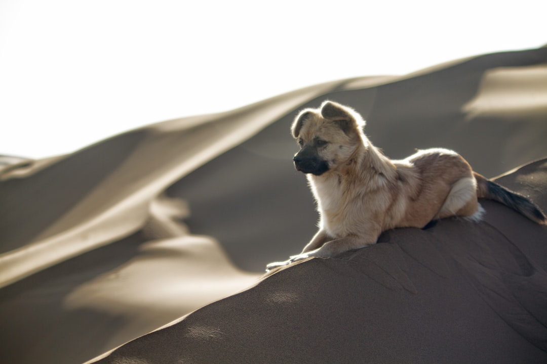 Great Sand Dunes National Park, Colorado - Sandbox Paradise (Image Credits: Unsplash)