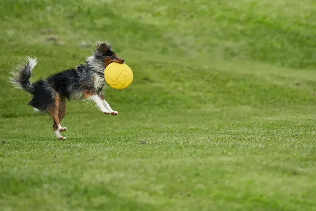The Chase Enthusiast: Dogs Who Live for Balls and Frisbees (Image Credits: Unsplash)