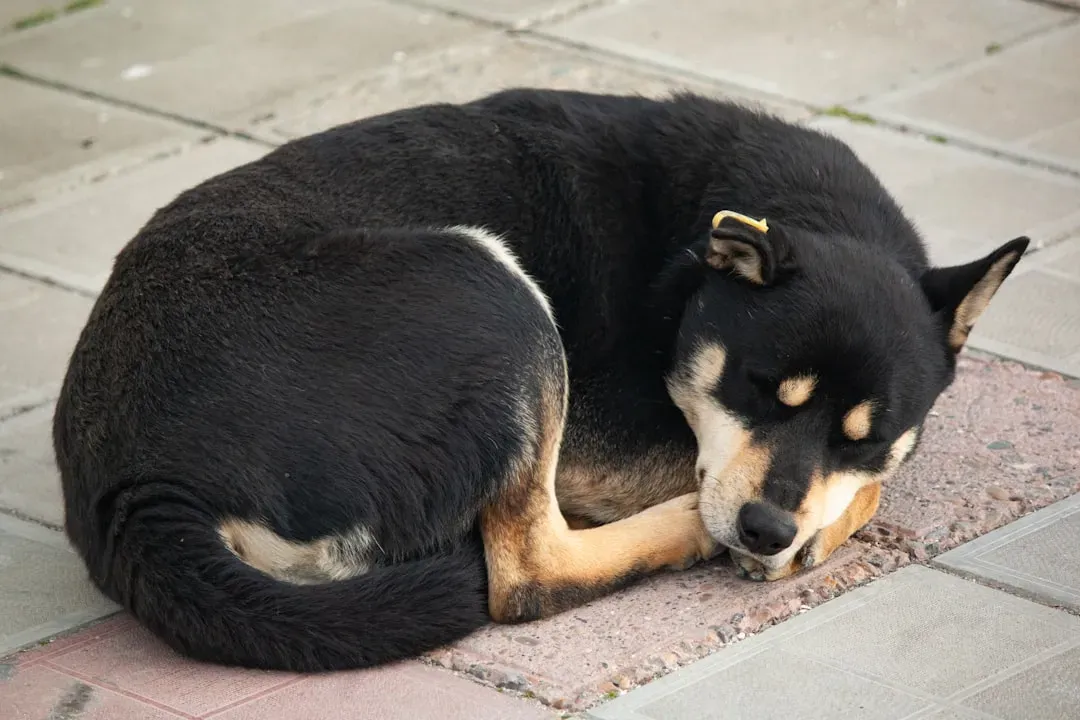 #5: Tail Wagging That Doesn't Mean Happiness (Image Credits: Unsplash)