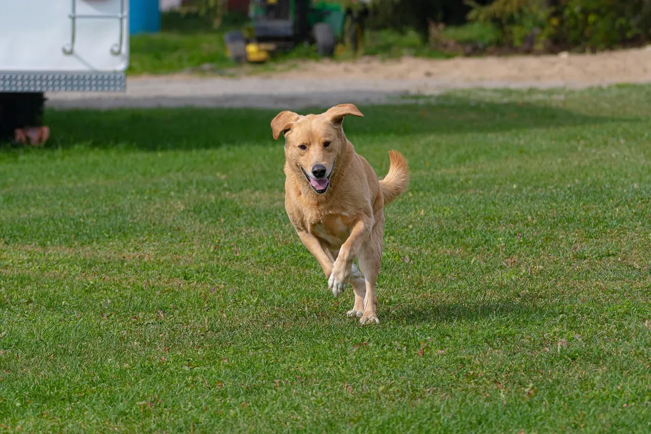 Keeping Your Zooming Dog Safe (Image Credits: Pixabay)