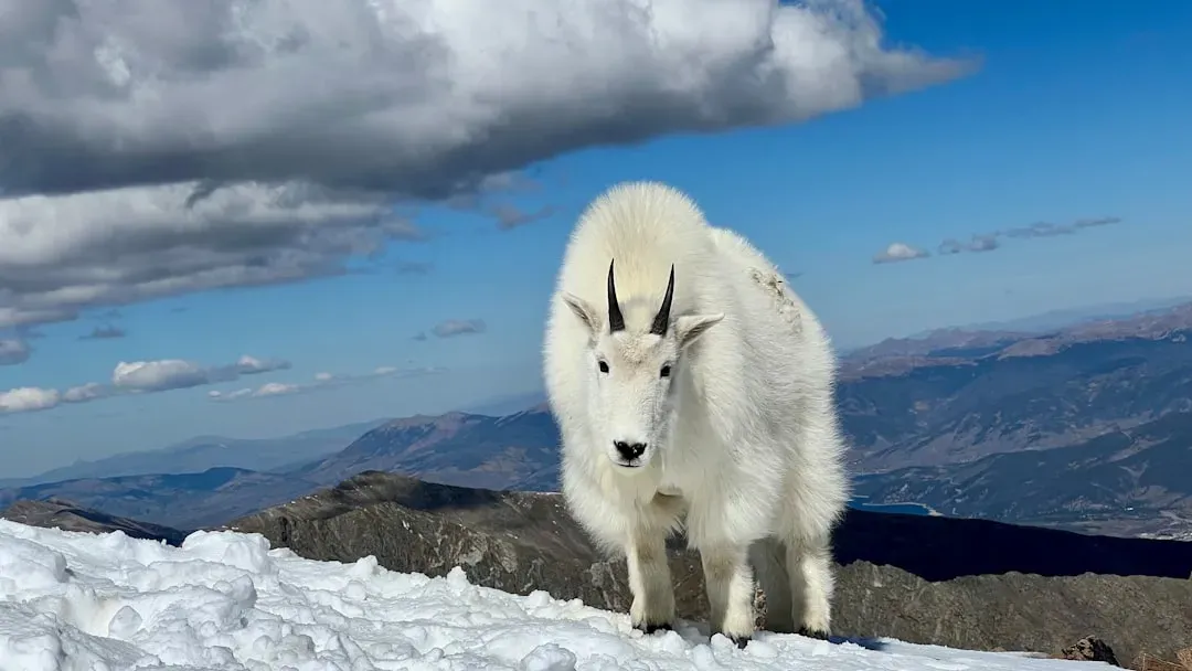 #10. Capricorn (December 22 – January 19): The Mountain Goat (Image Credits: Unsplash)