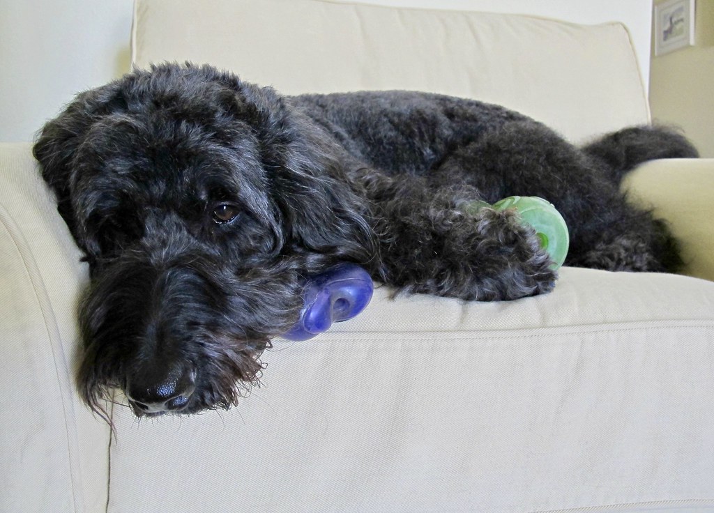 Create a Safe Haven Where Your Dog Can Retreat (Image Credits: Flickr)