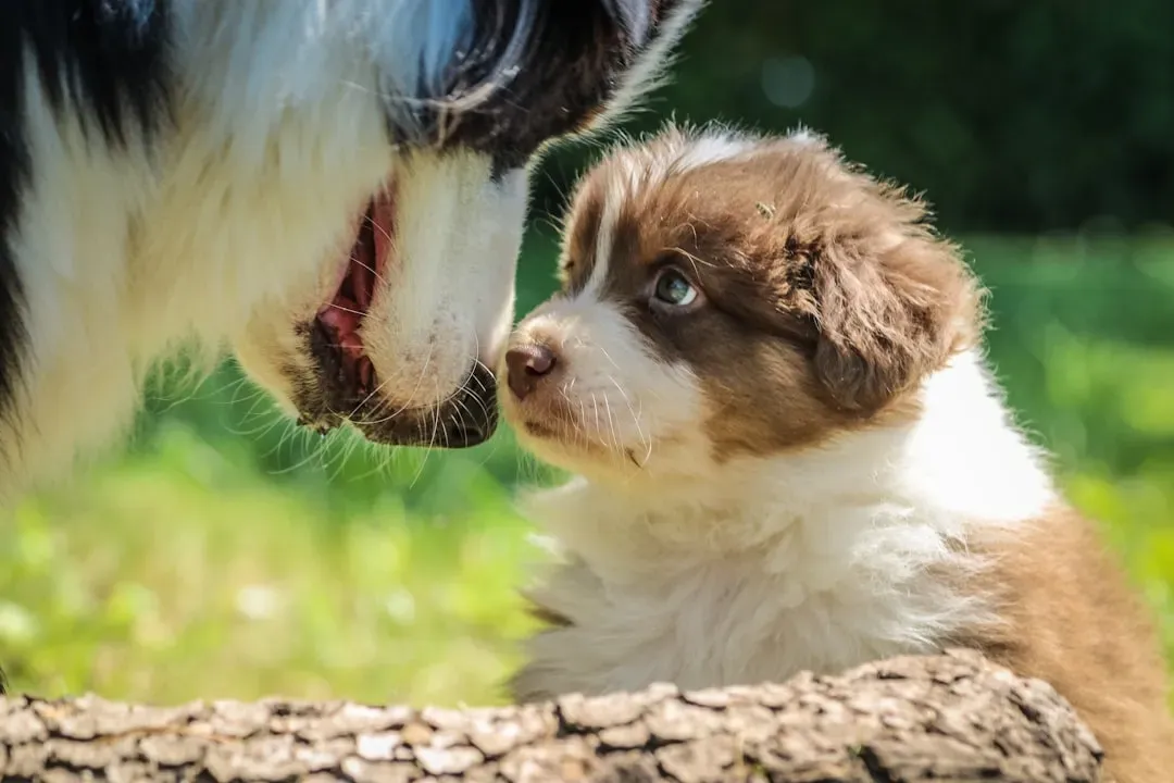 #12 - Checking the Crate or Room Where Puppies Used to Be (Image Credits: Unsplash)