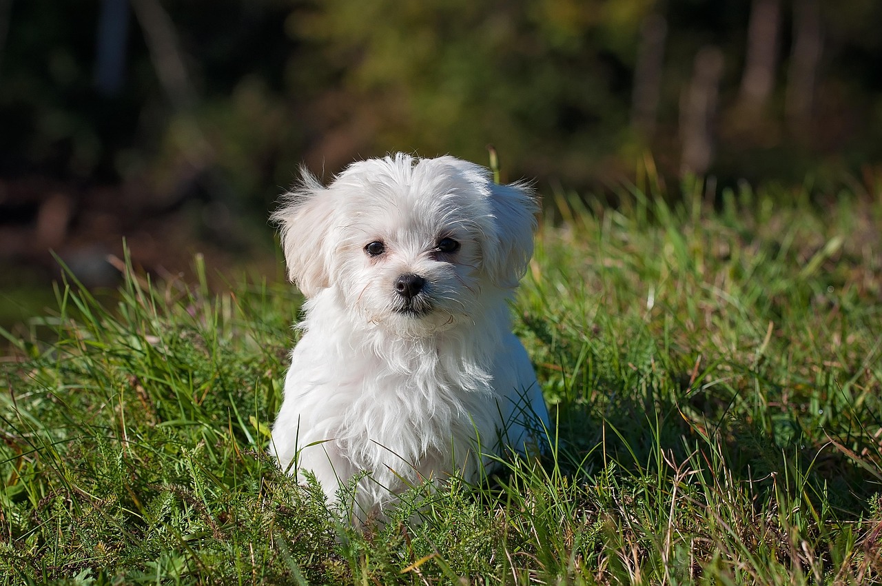The Secret Ingredients of Dog Whispering (Image Credits: Pixabay)