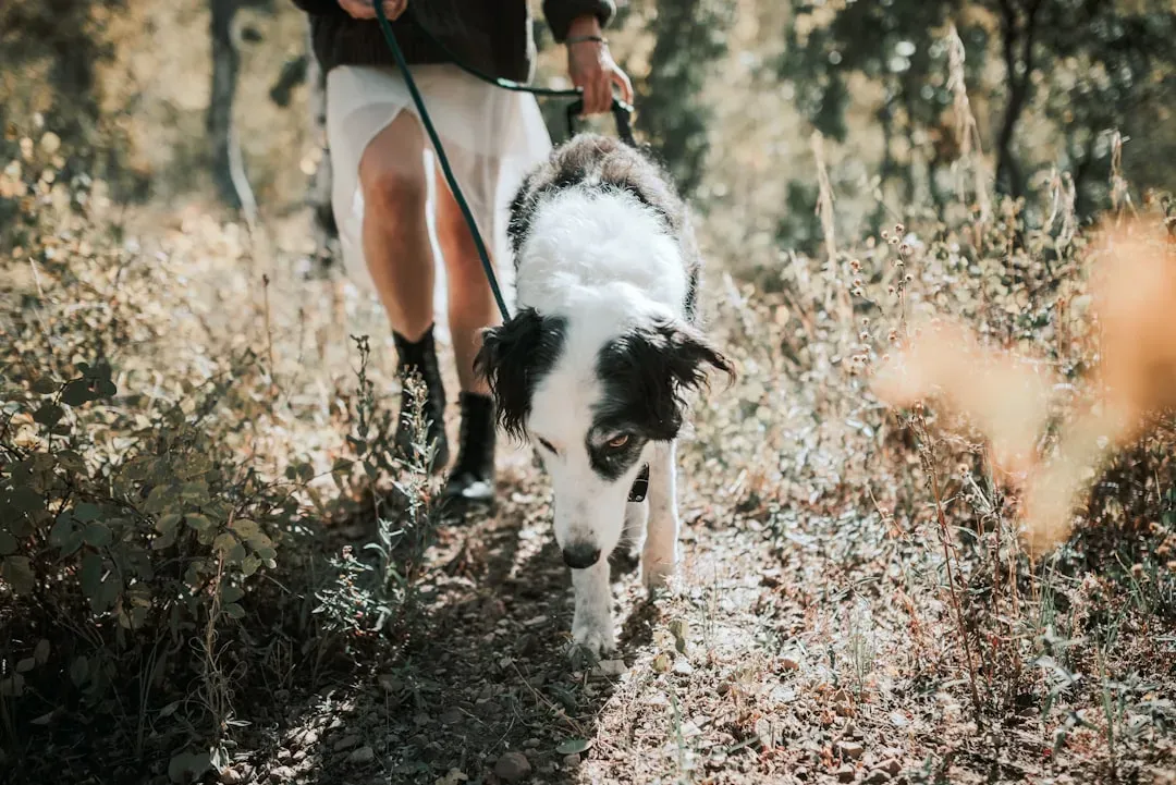 5. Reinvent the Daily Walk with a Sniff-First Approach (Image Credits: Unsplash)