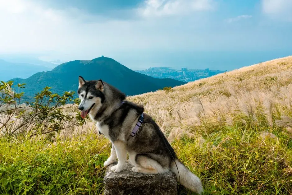 Sagittarius (Ruled by Jupiter, Fire Element) – The Siberian Husky’s Wild Wanderlust (Image Credits: Pexels)