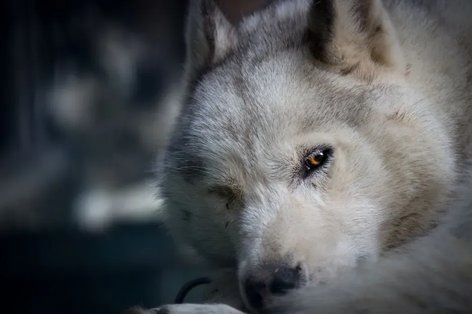Wolves Look Away: How Their Eyes Tell a Very Different Story (Image Credits: Pexels)