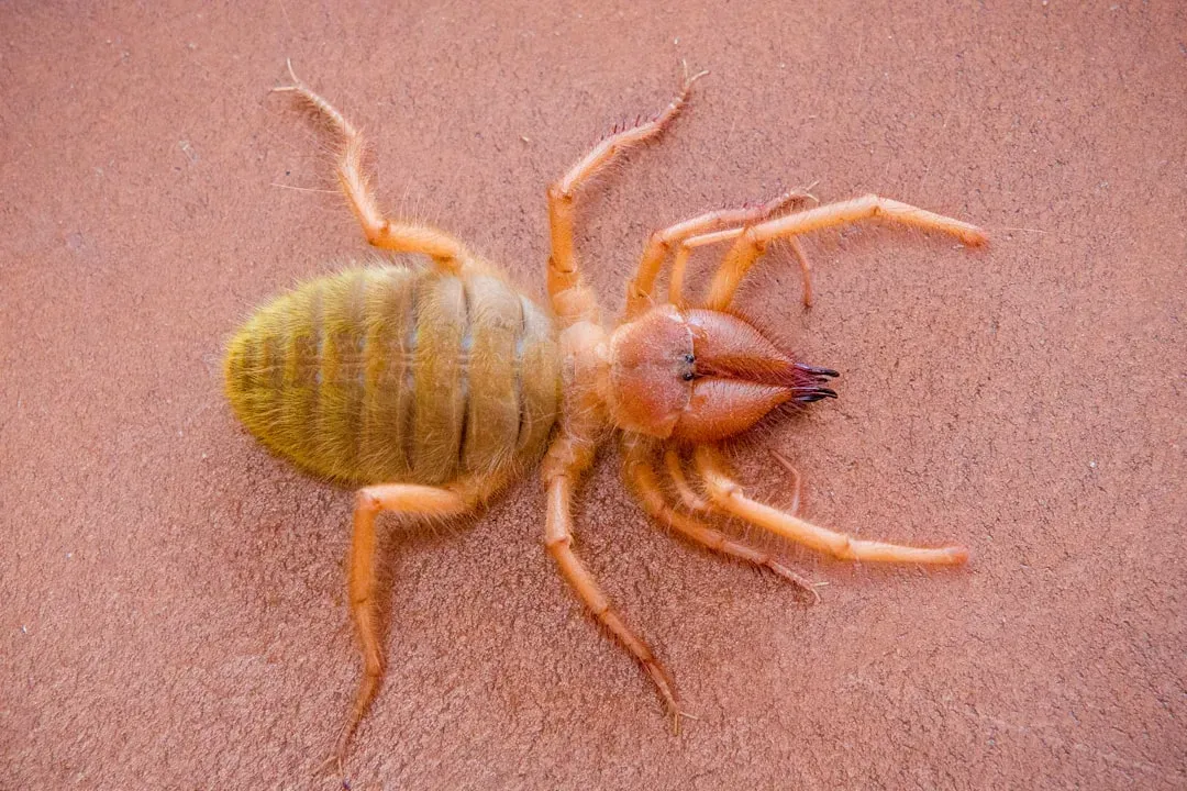 Understanding Why Fleas and Ticks Keep Coming Back (Image Credits: Unsplash)