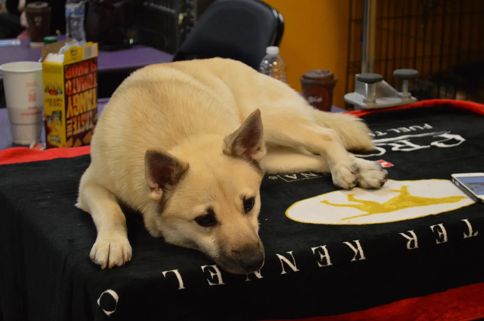 14. Norwegian Buhund: The Highly Reactive Herder (Image Credits: Wikimedia)