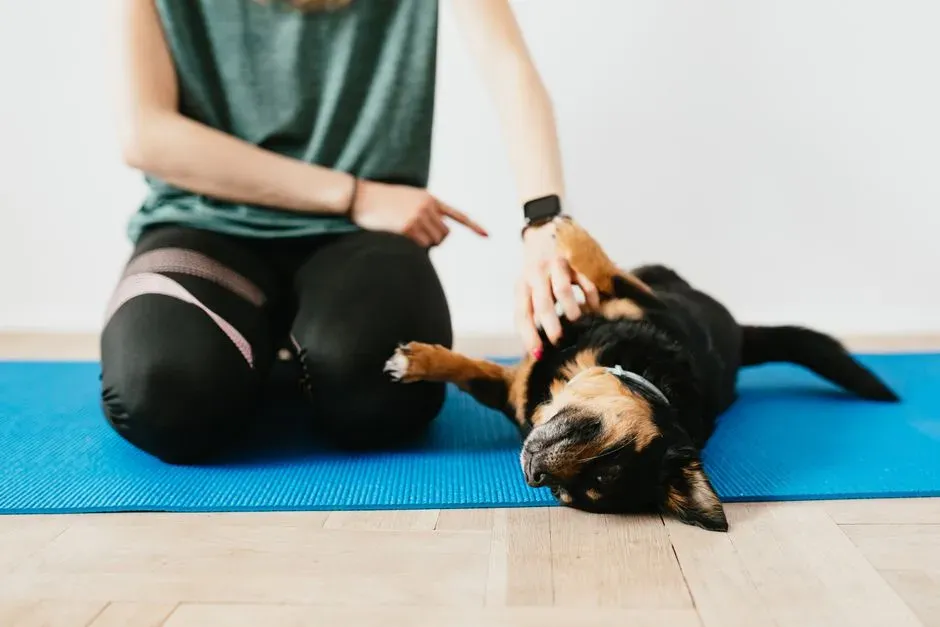 #4 - Short, Calm Training Sessions at the Same Times (Image Credits: Pexels)
